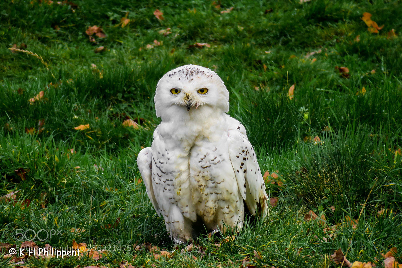 Canon PowerShot G3 X sample photo. Hofgeismar germany animal park photography
