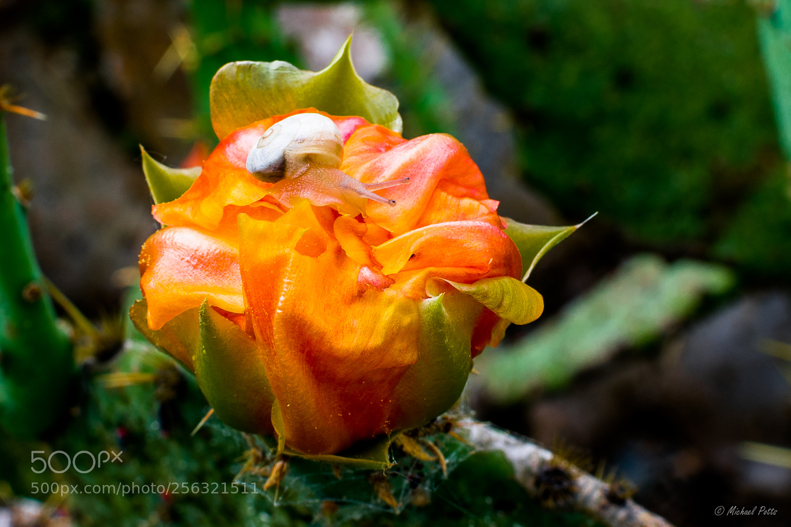 Nikon D3400 sample photo. Snail on cactus photography