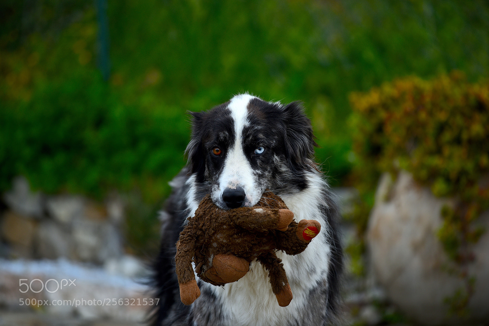 Nikon D750 sample photo. 2 scimmie ? inseparabile  photography