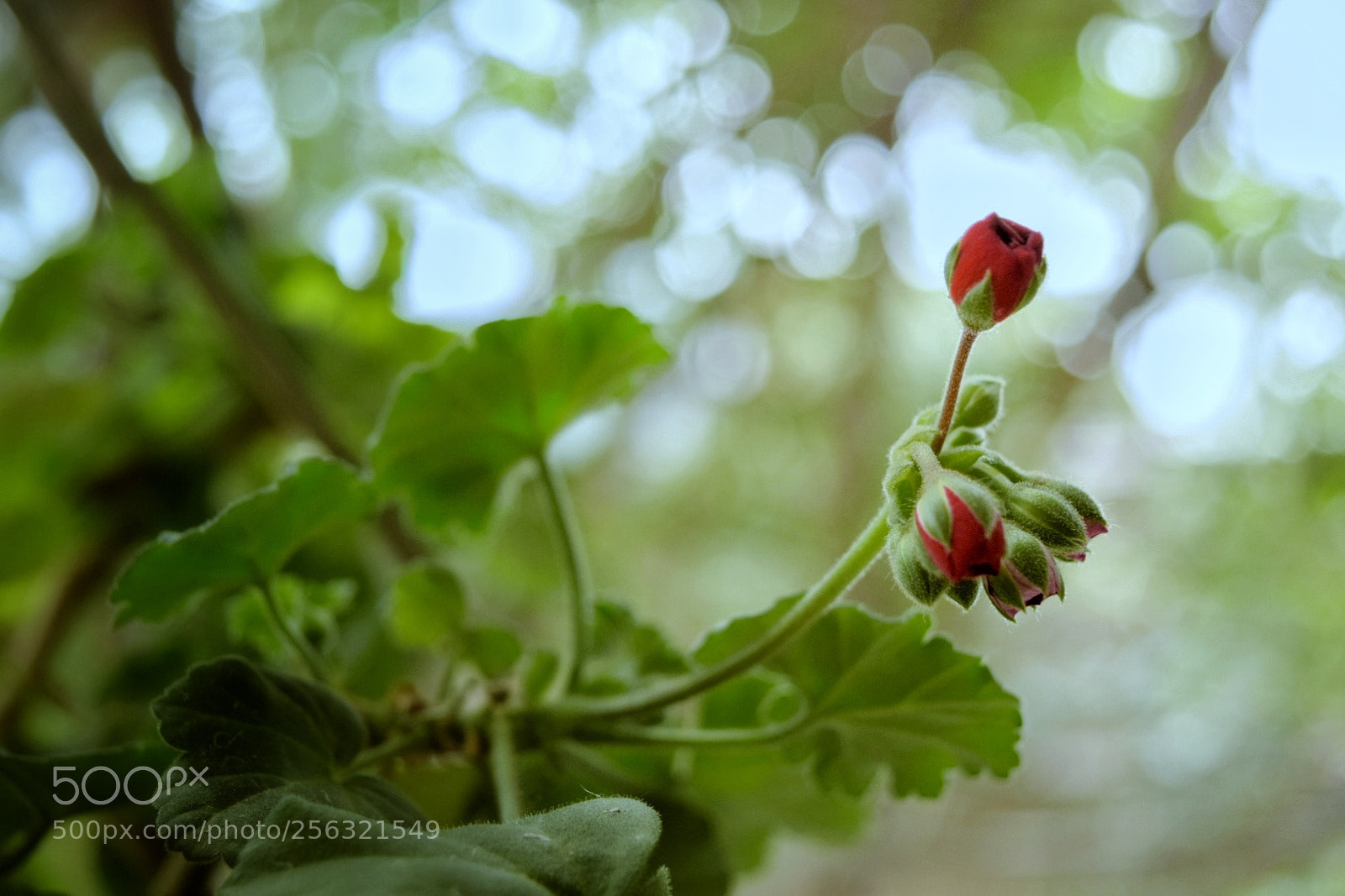 Nikon D5300 sample photo. Untitled photography
