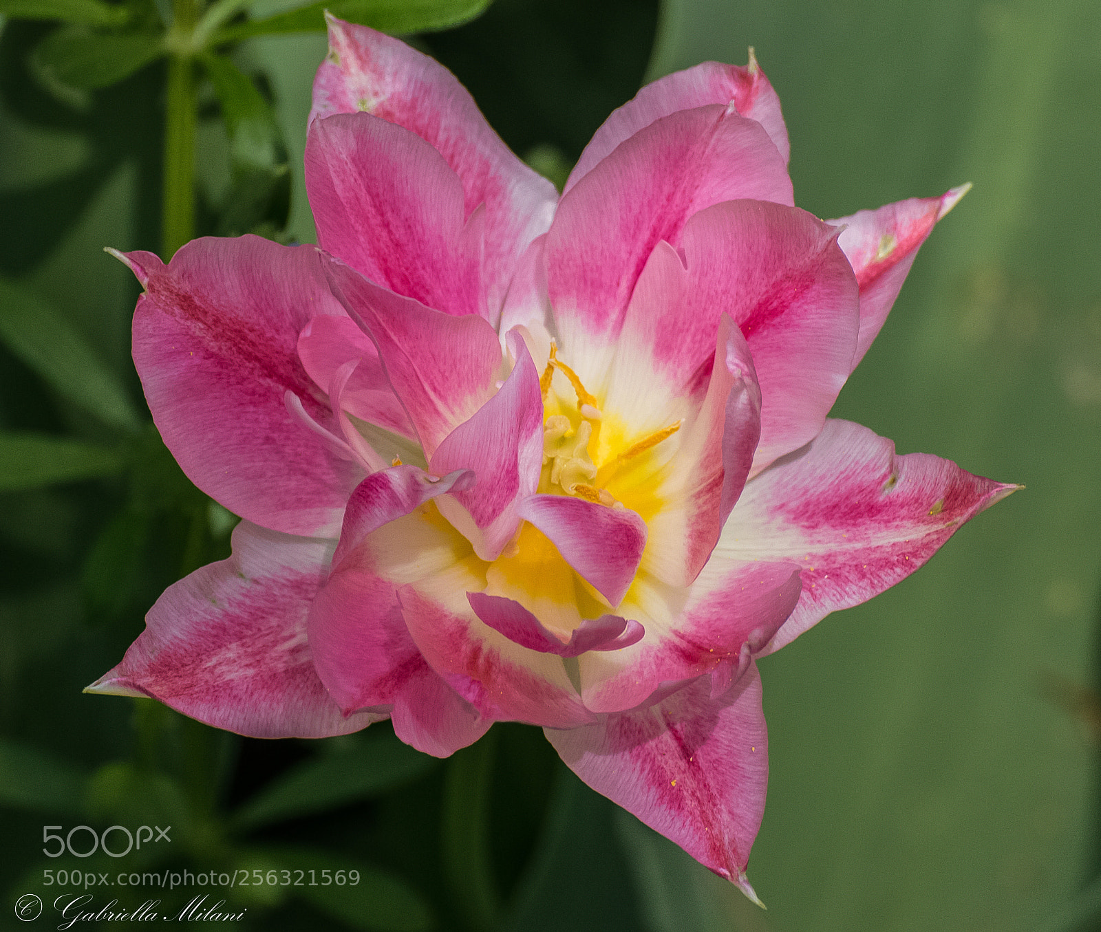 Canon EOS 70D sample photo. Pink tulip photography