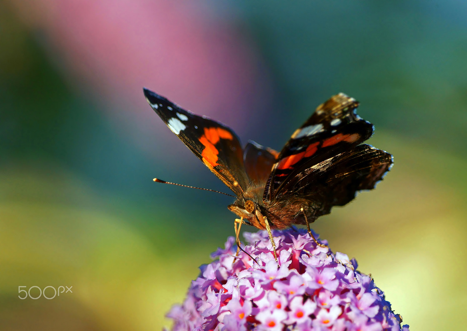 Sony Alpha DSLR-A580 sample photo. Butterfly photography