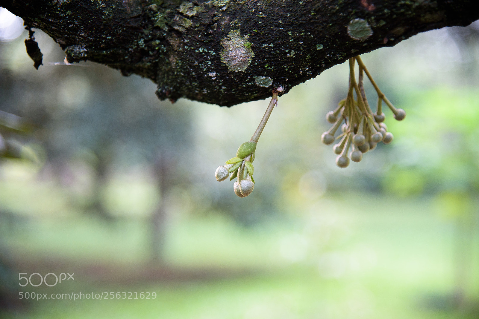 Nikon D750 sample photo. Durian flower buds photography