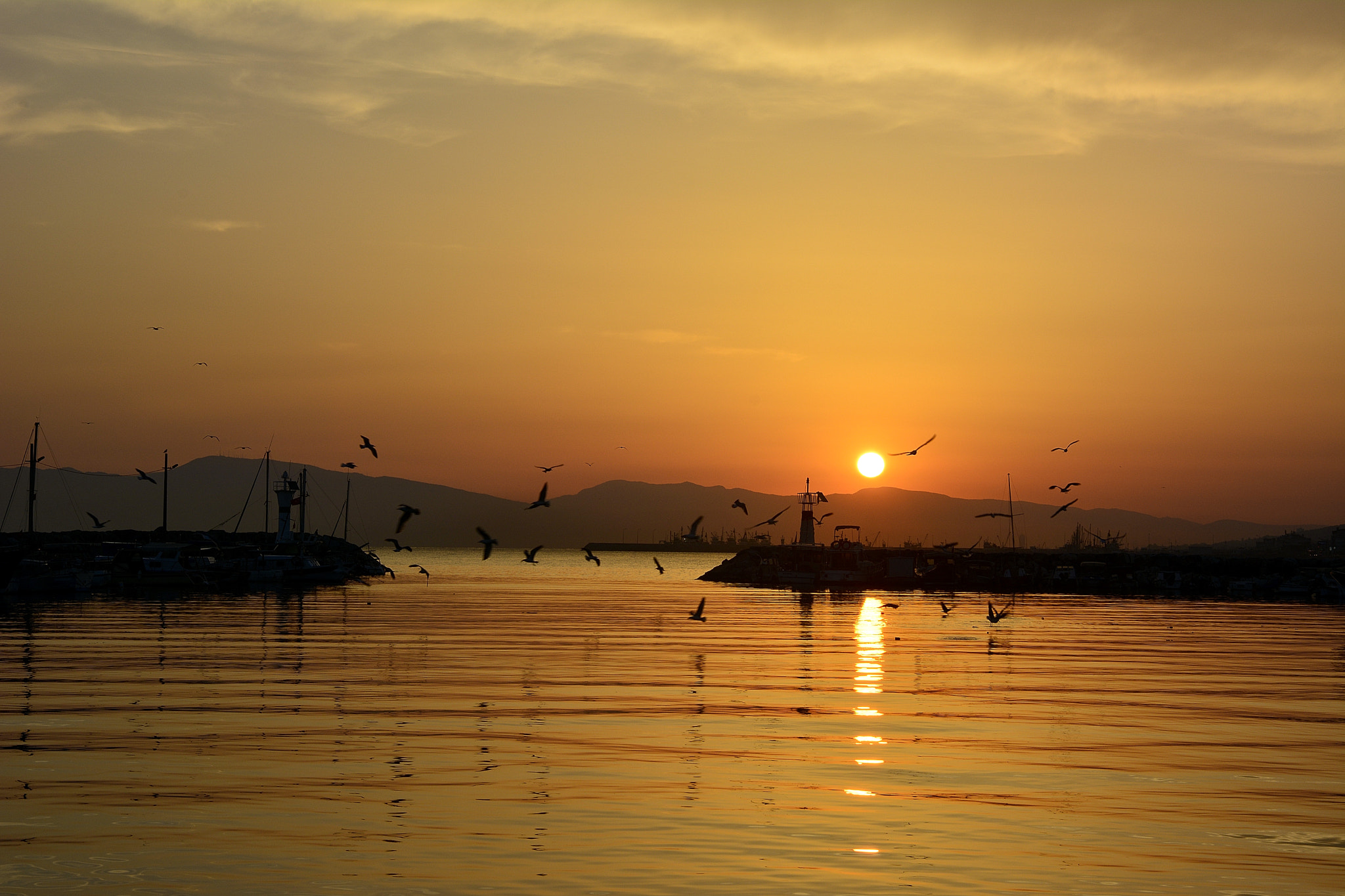 Nikon D7100 sample photo. Sunrise-birds photography