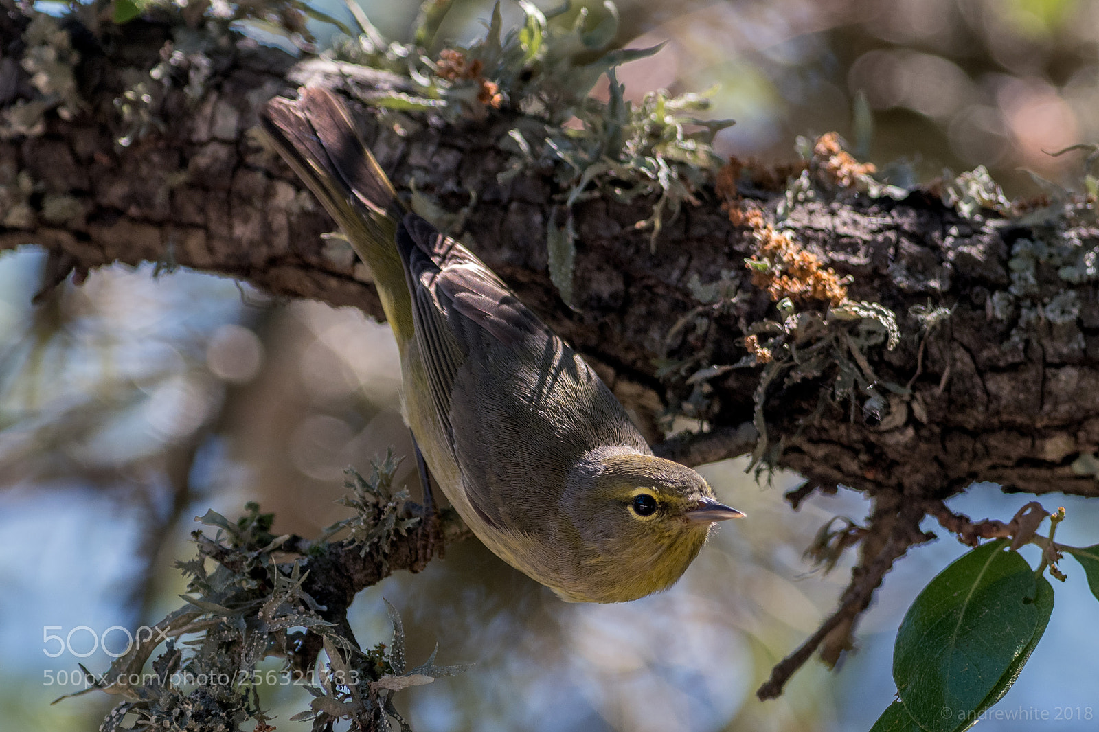Nikon D850 sample photo. Orange-crowned warbler photography