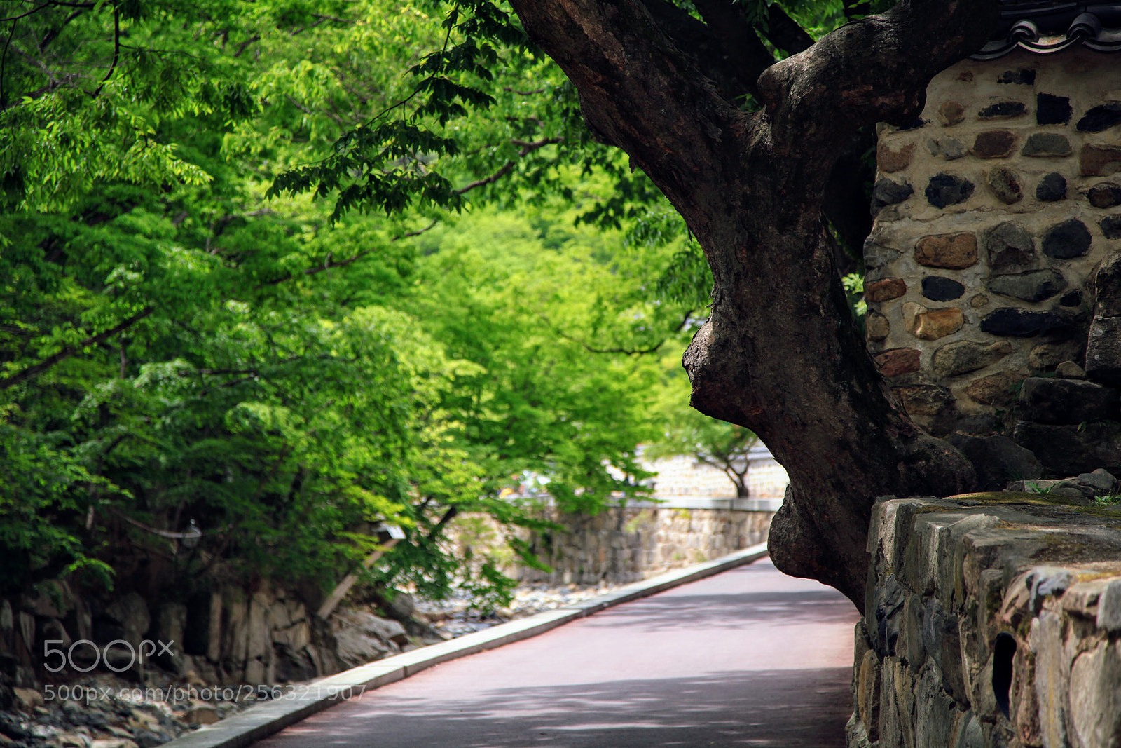 Canon EOS 5D Mark II sample photo. ~ photography