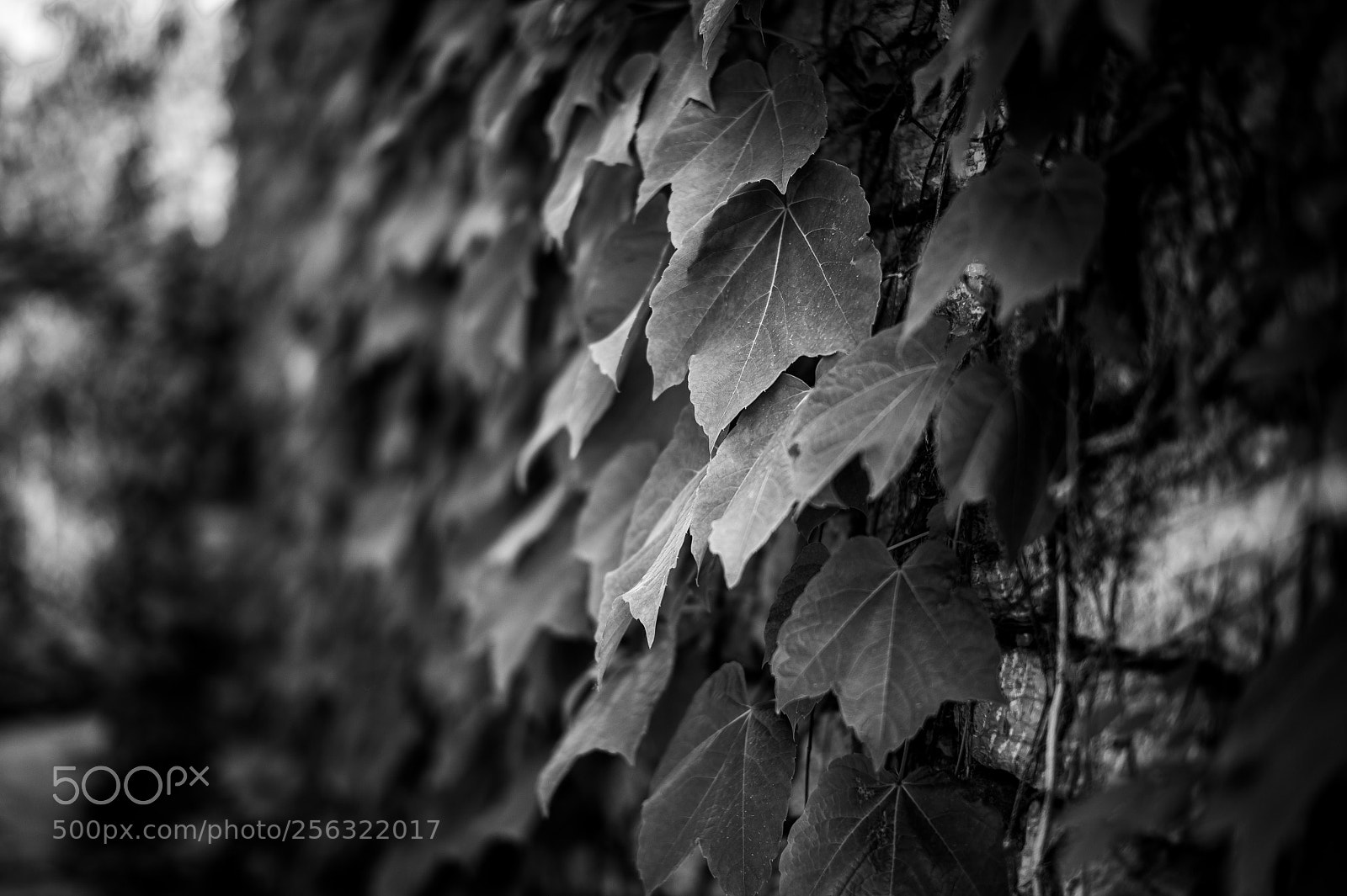 Leica M9 sample photo. Untitled photography