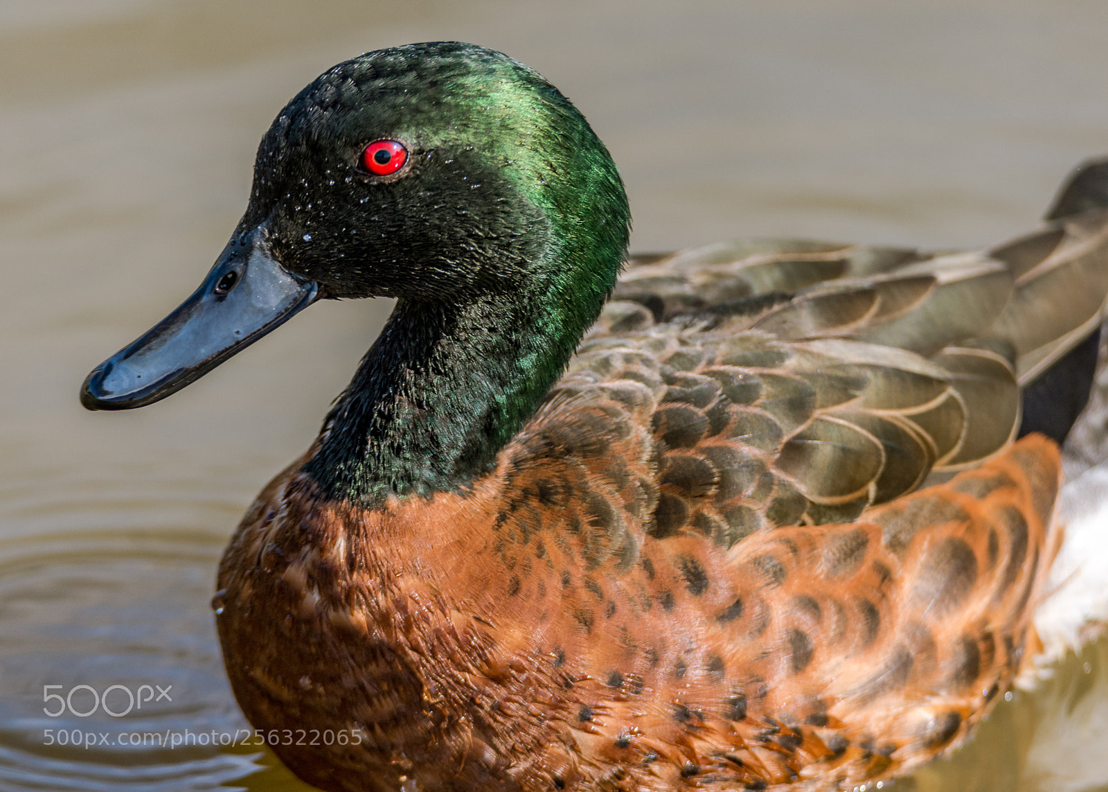 Nikon D7200 sample photo. Chestnut teal photography