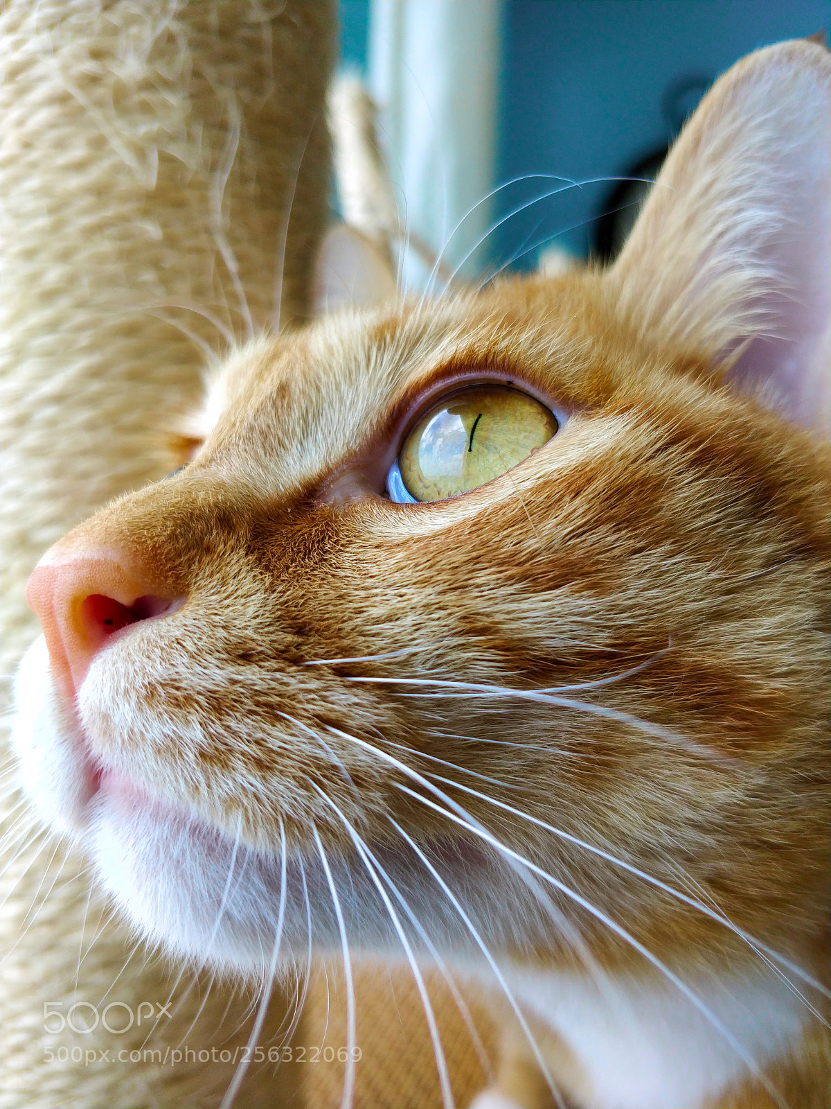 OnePlus 5T sample photo. 自由 photography
