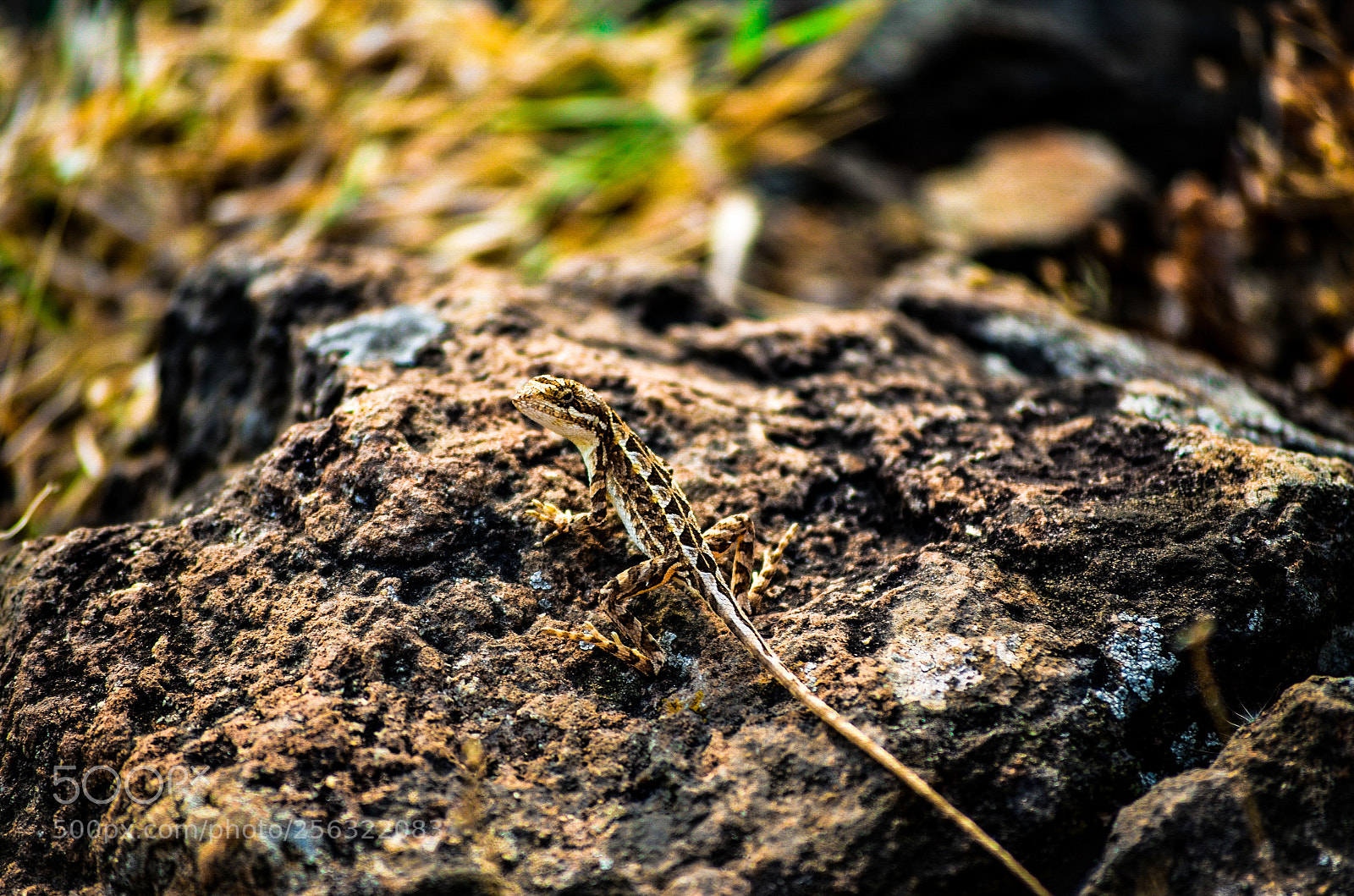 Nikon D5100 sample photo. Lizzy. ? photography