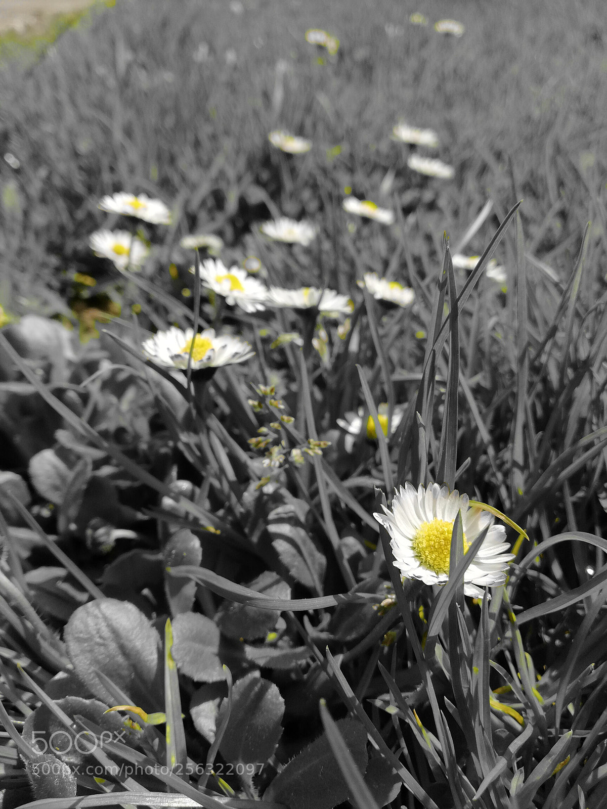 HUAWEI Mate 10 Lite sample photo. Bellis perennis photography