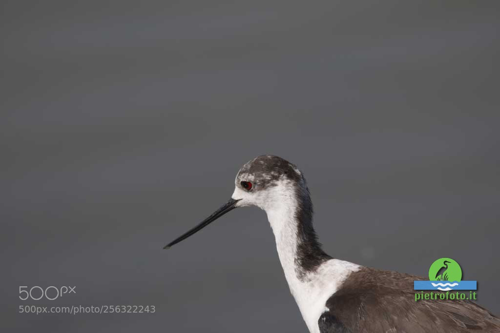 Canon EOS 70D sample photo. Black winged stilt photography