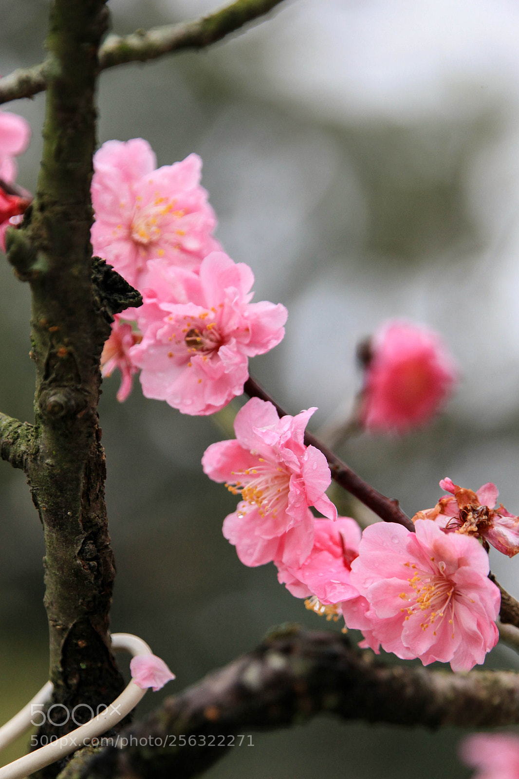 Canon EOS 5D Mark II sample photo. Japanese apricot photography