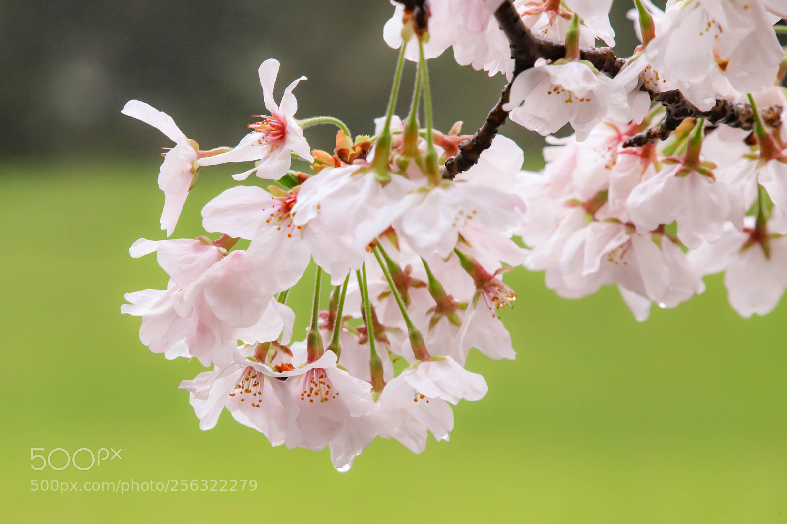 Canon EOS 5D Mark II sample photo. Sakura in kumamoto photography