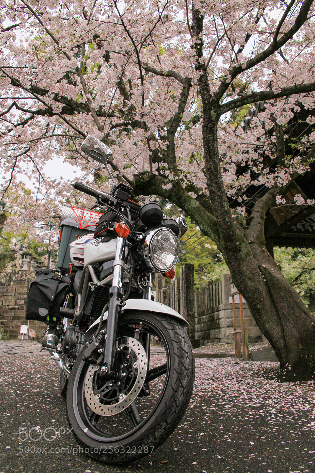Canon EOS 5D Mark II sample photo. Under sakura photography