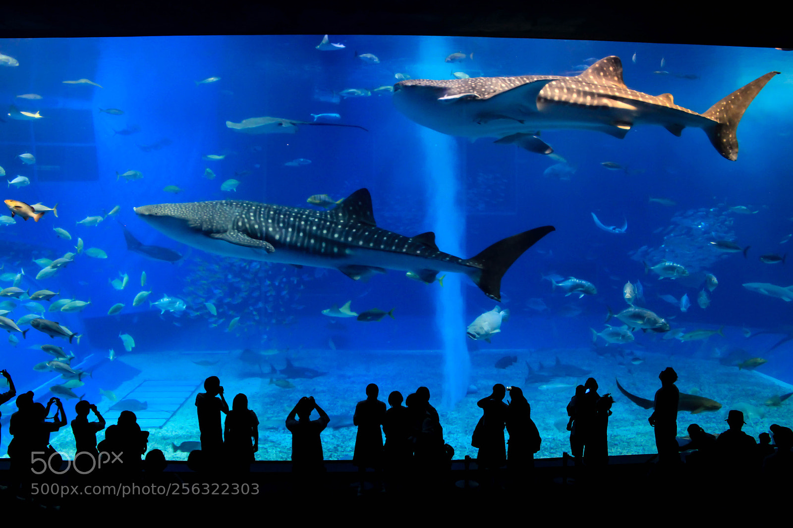 Canon EOS 5D Mark II sample photo. Whale sharks photography