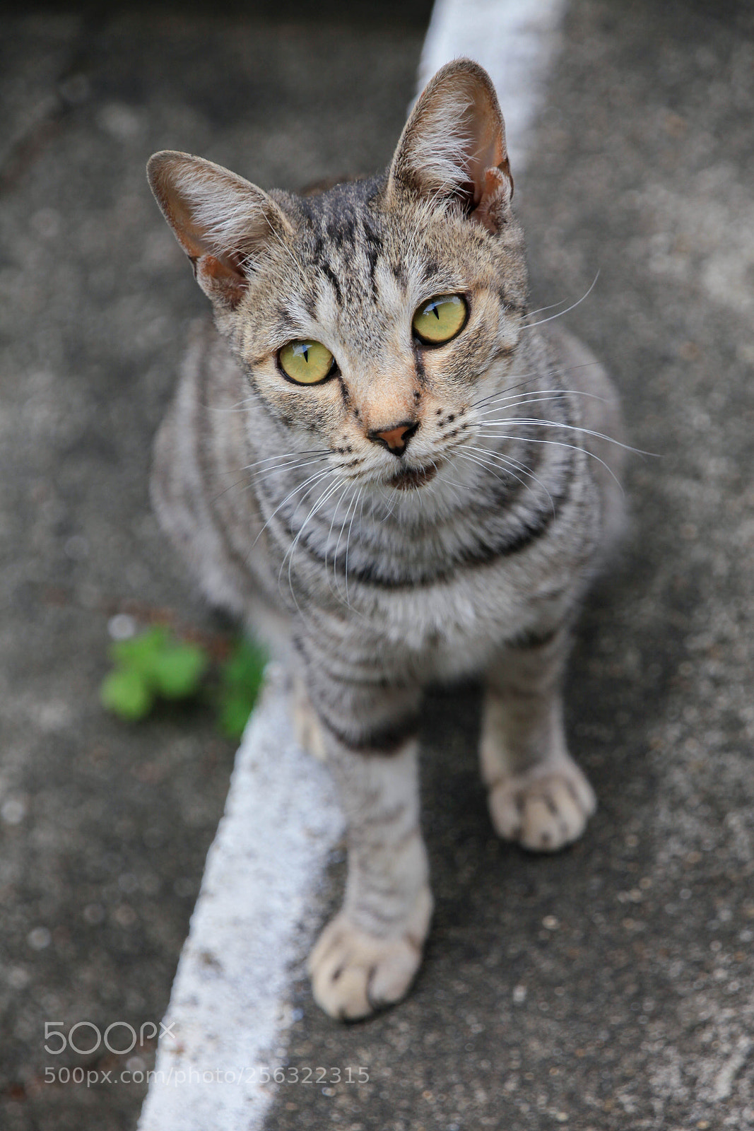 Canon EOS 5D Mark II sample photo. Kitten photography