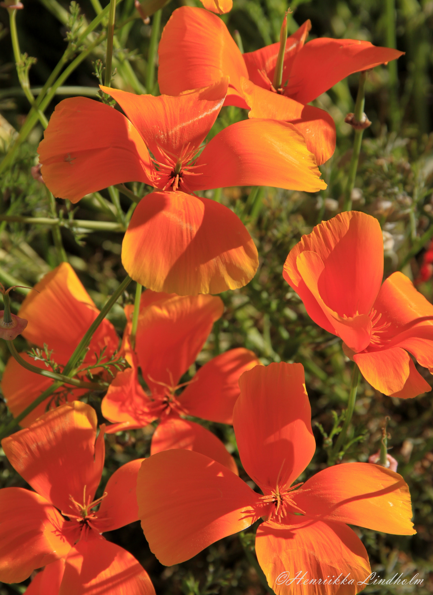 Canon EOS 500D (EOS Rebel T1i / EOS Kiss X3) sample photo. Tenerife, spain, 24.4.2014 photography