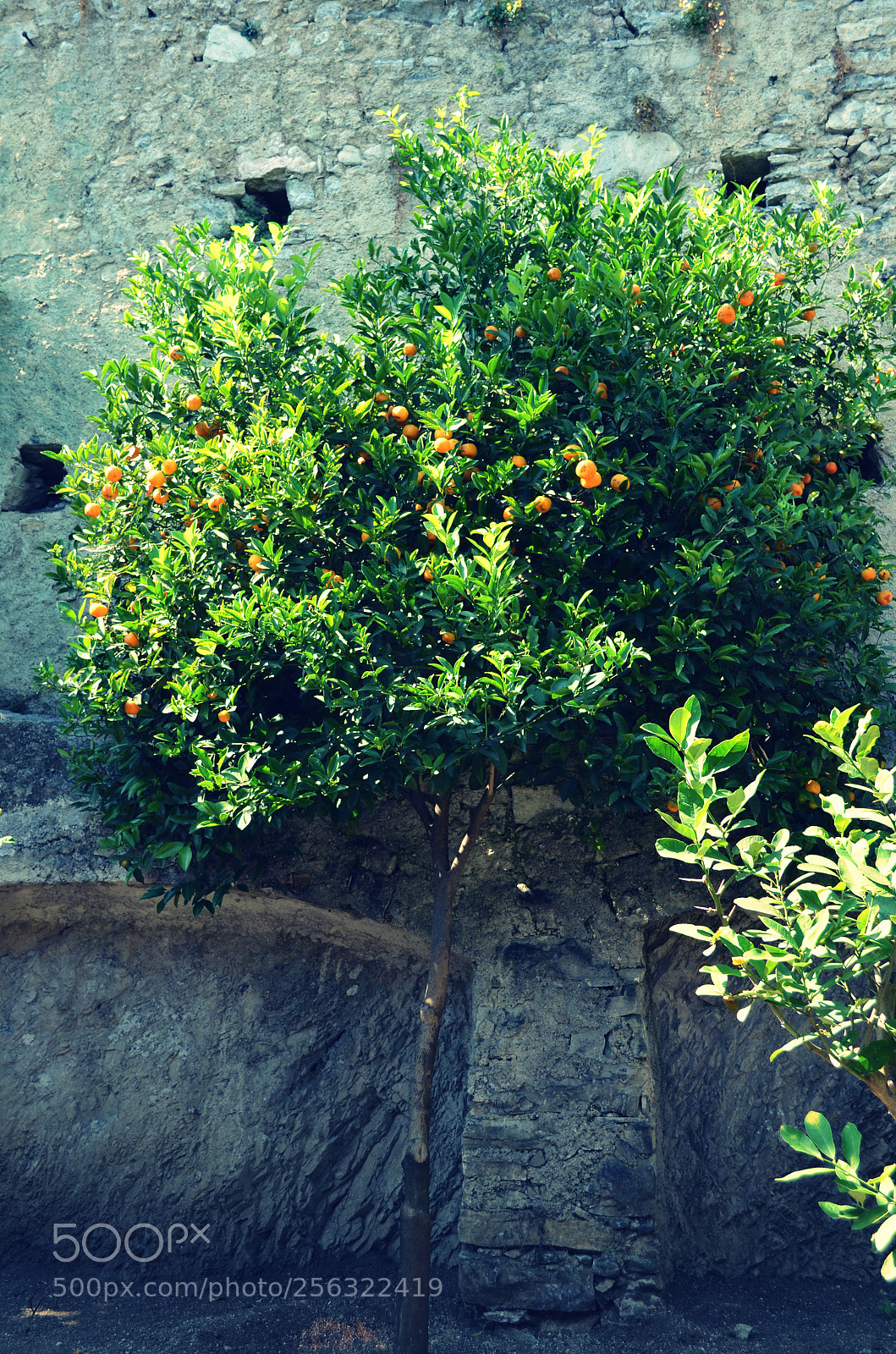 Nikon D5100 sample photo. Orangetree photography