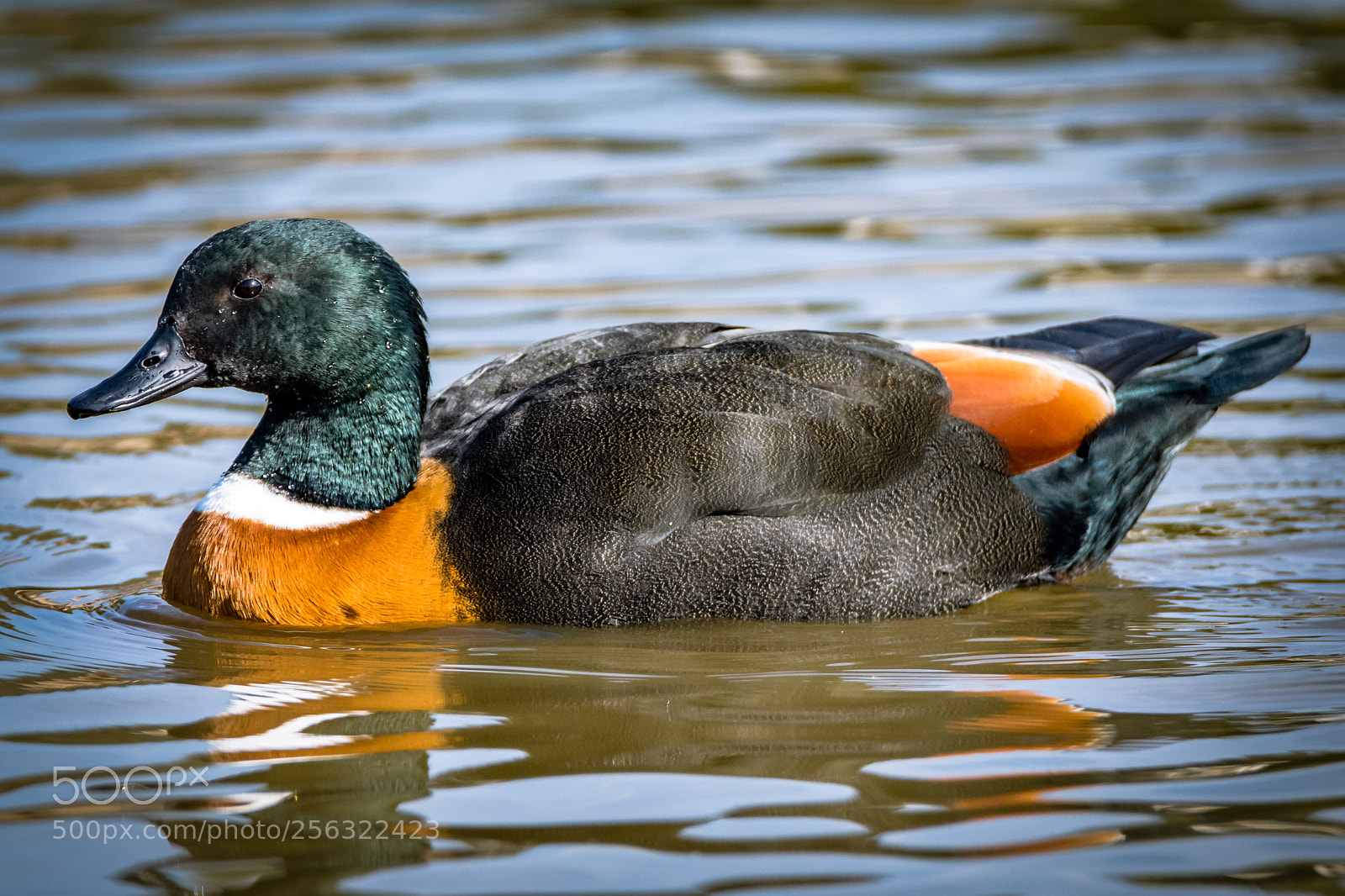 Nikon D7200 sample photo. Australian shelduck photography