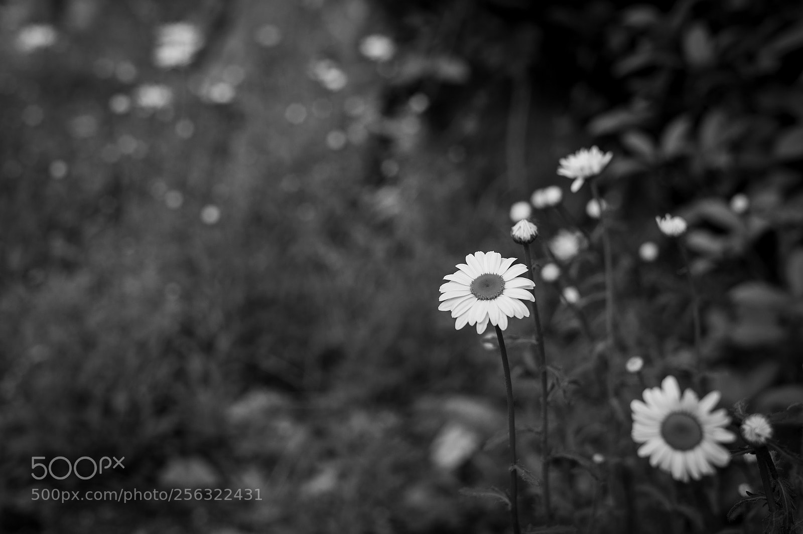 Leica M9 sample photo. Untitled photography