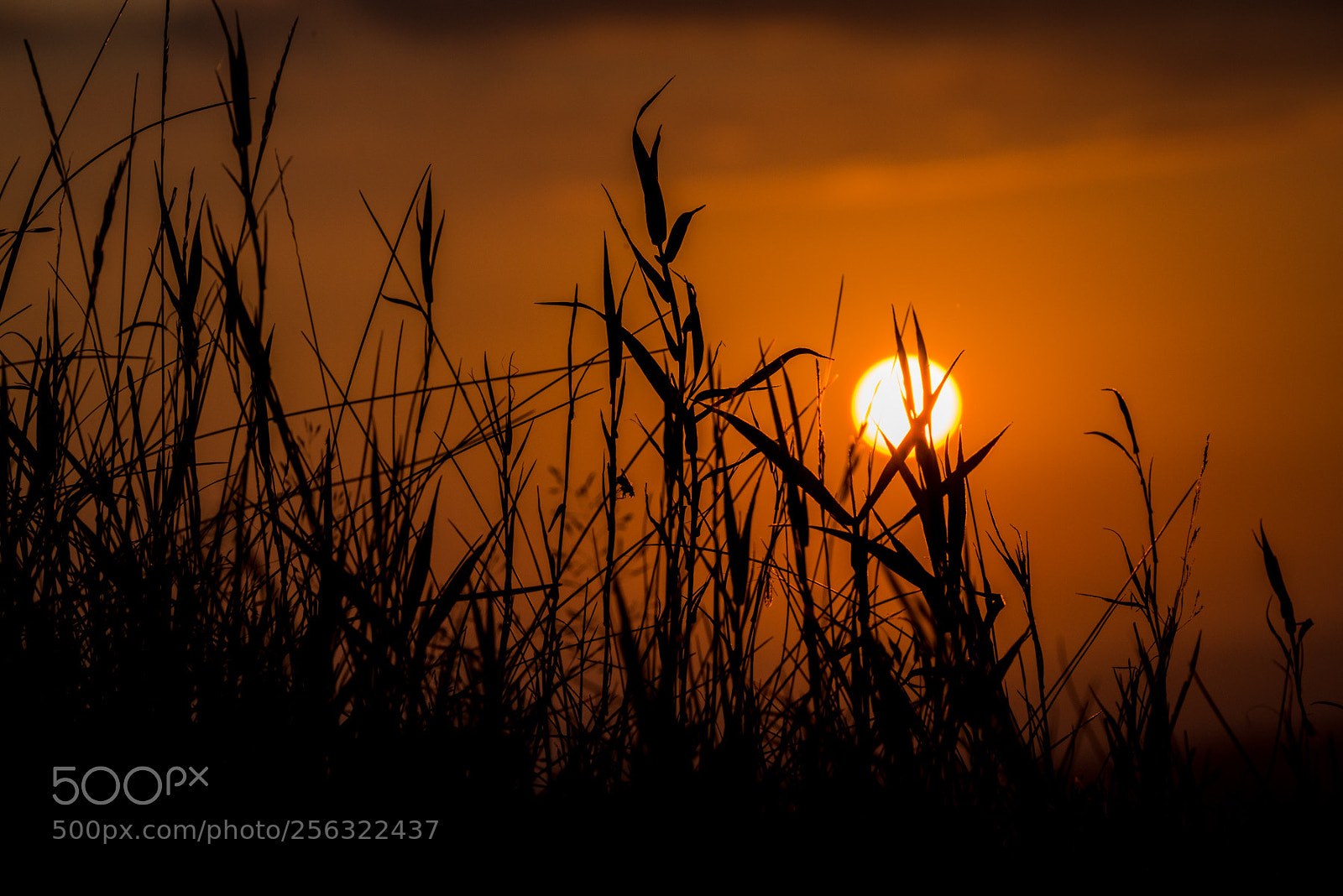 Nikon D610 sample photo. Sunset through the grass photography