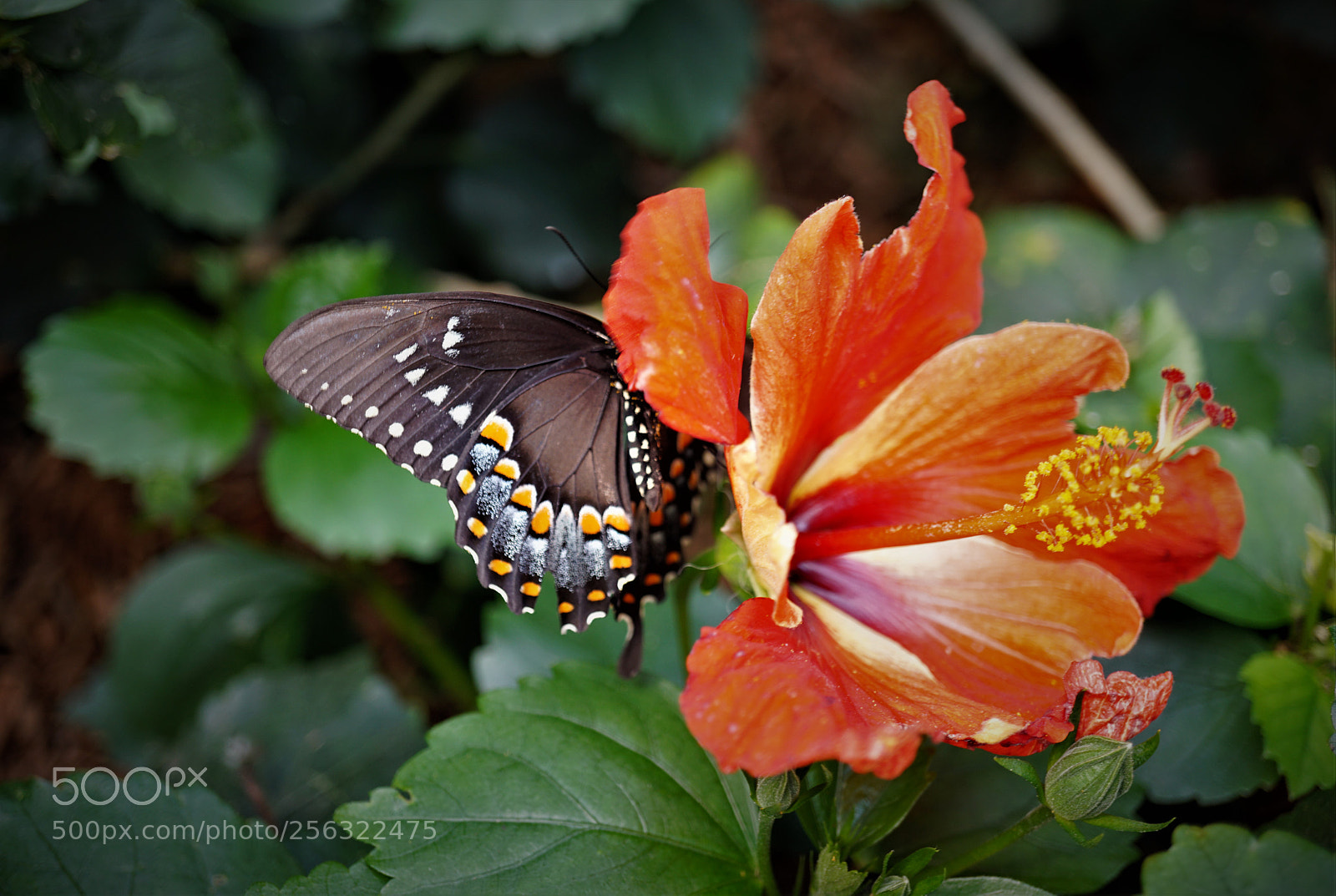 Sony a6000 sample photo. Hiding places photography