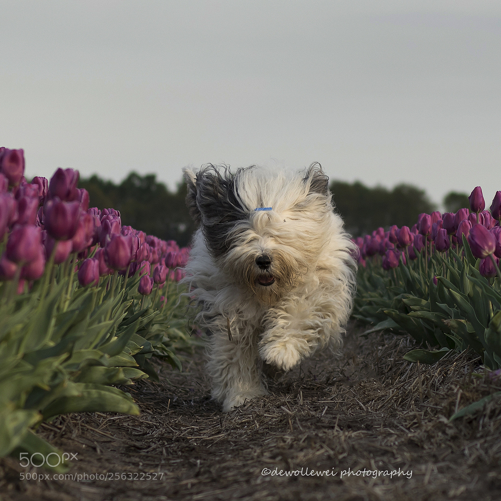 Canon EOS 7D Mark II sample photo. Spring running photography