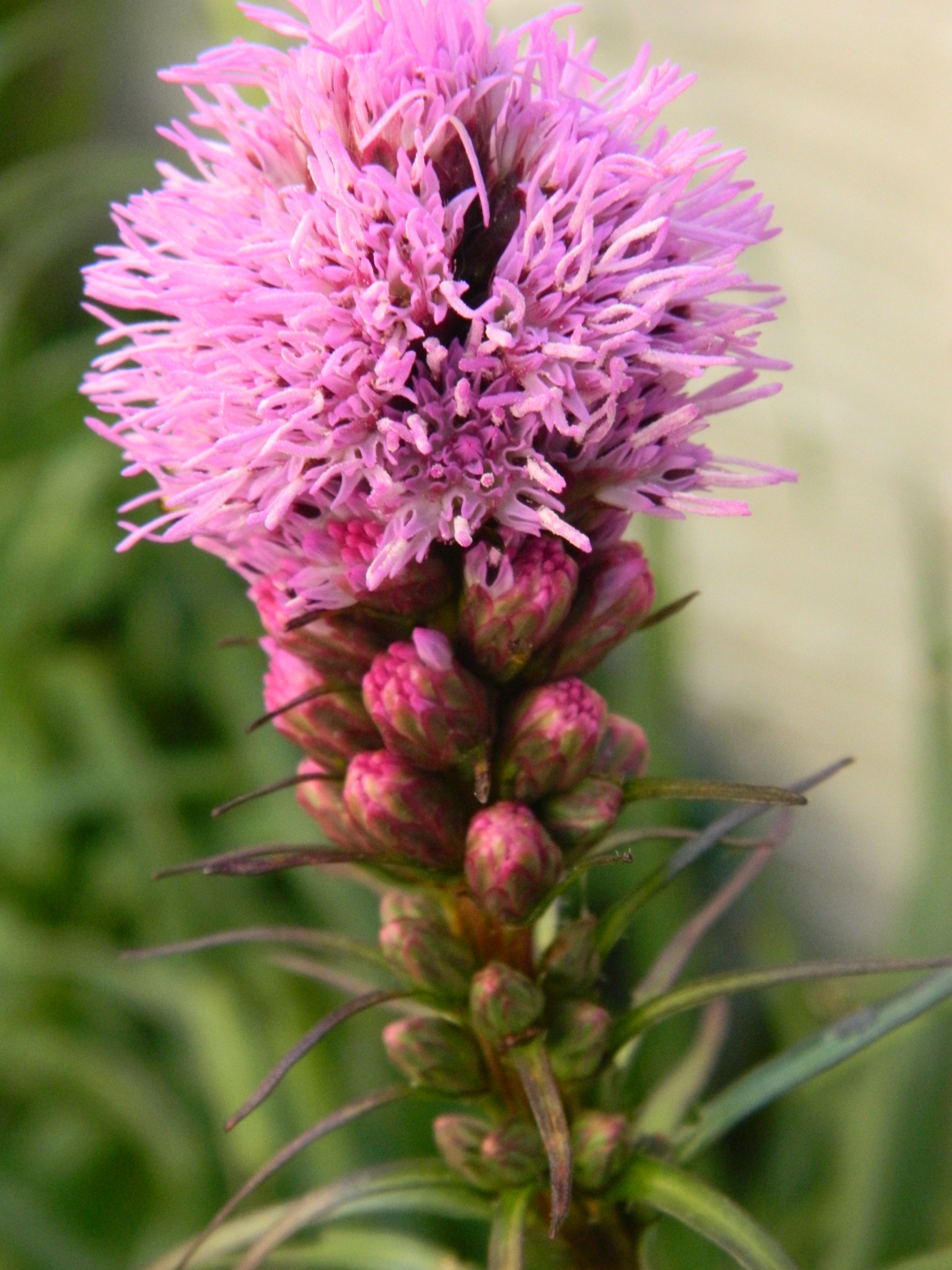 Nikon COOLPIX L310 sample photo. Flower in my garden photography