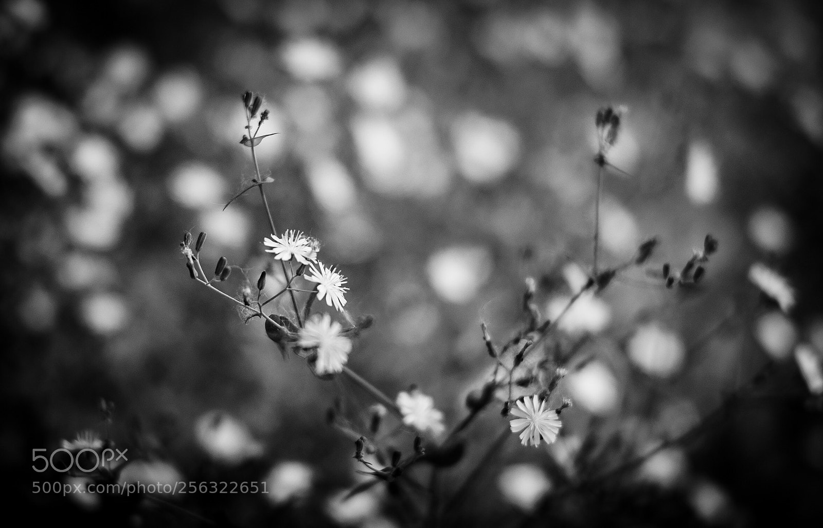 Leica M9 sample photo. Untitled photography
