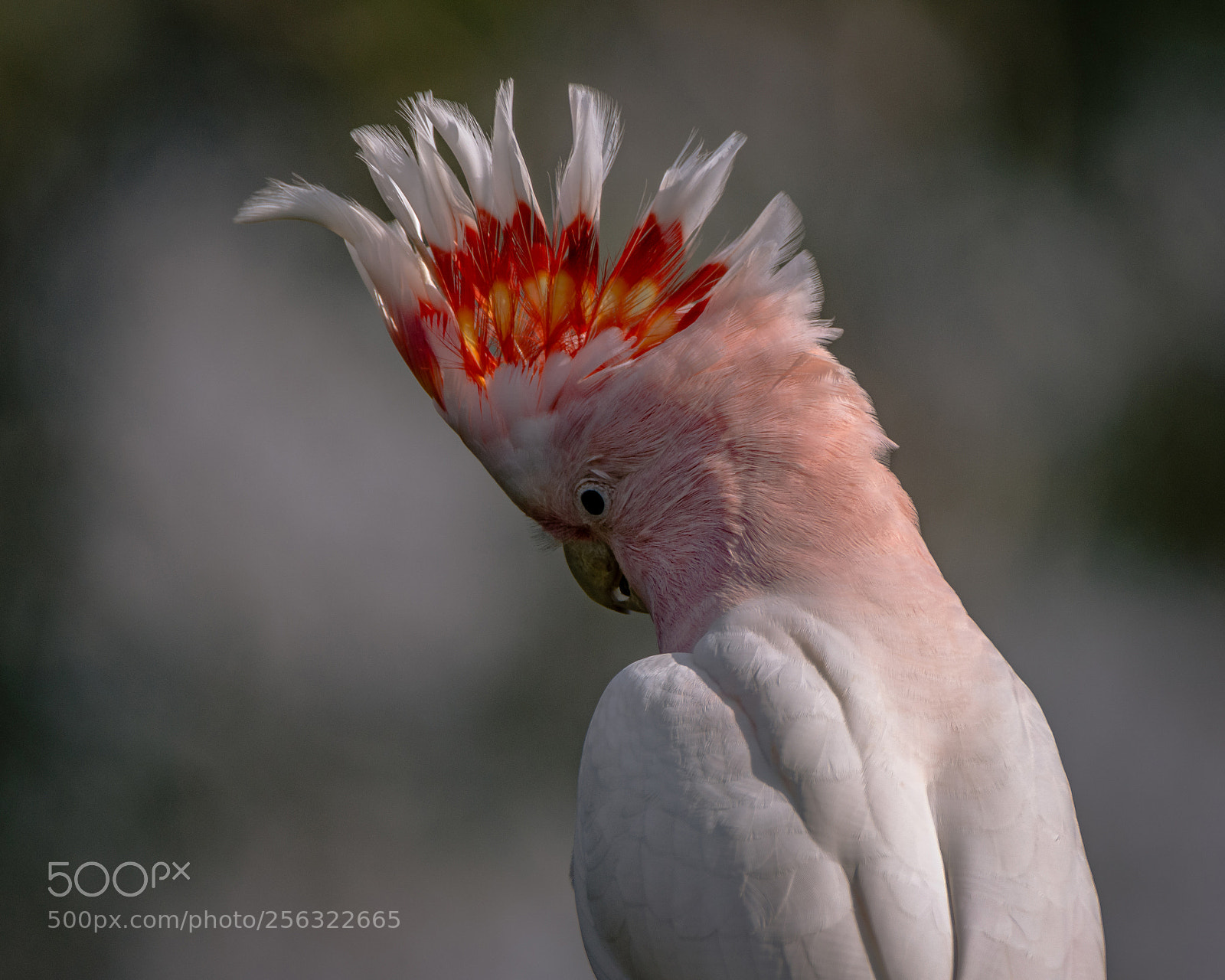 Nikon D7200 sample photo. Major mitchell's cockatoo photography