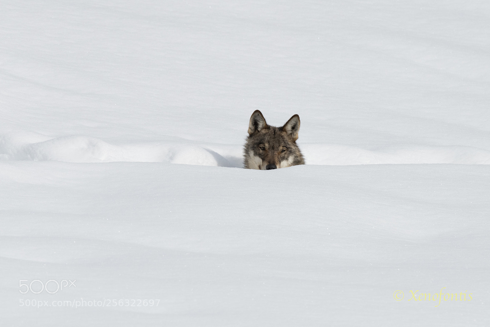 Nikon D850 sample photo. Wolf 005 photography