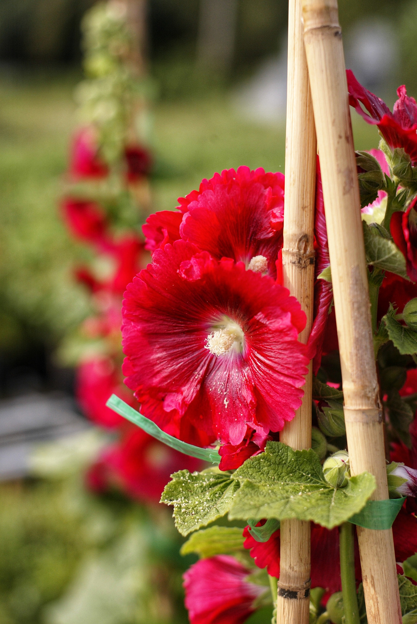 Canon EOS-1D sample photo. Untitled photography