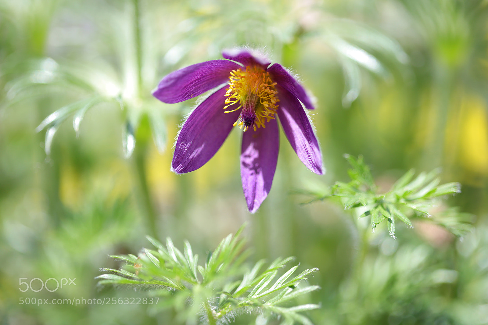 Canon EOS 6D Mark II sample photo. Ot photography
