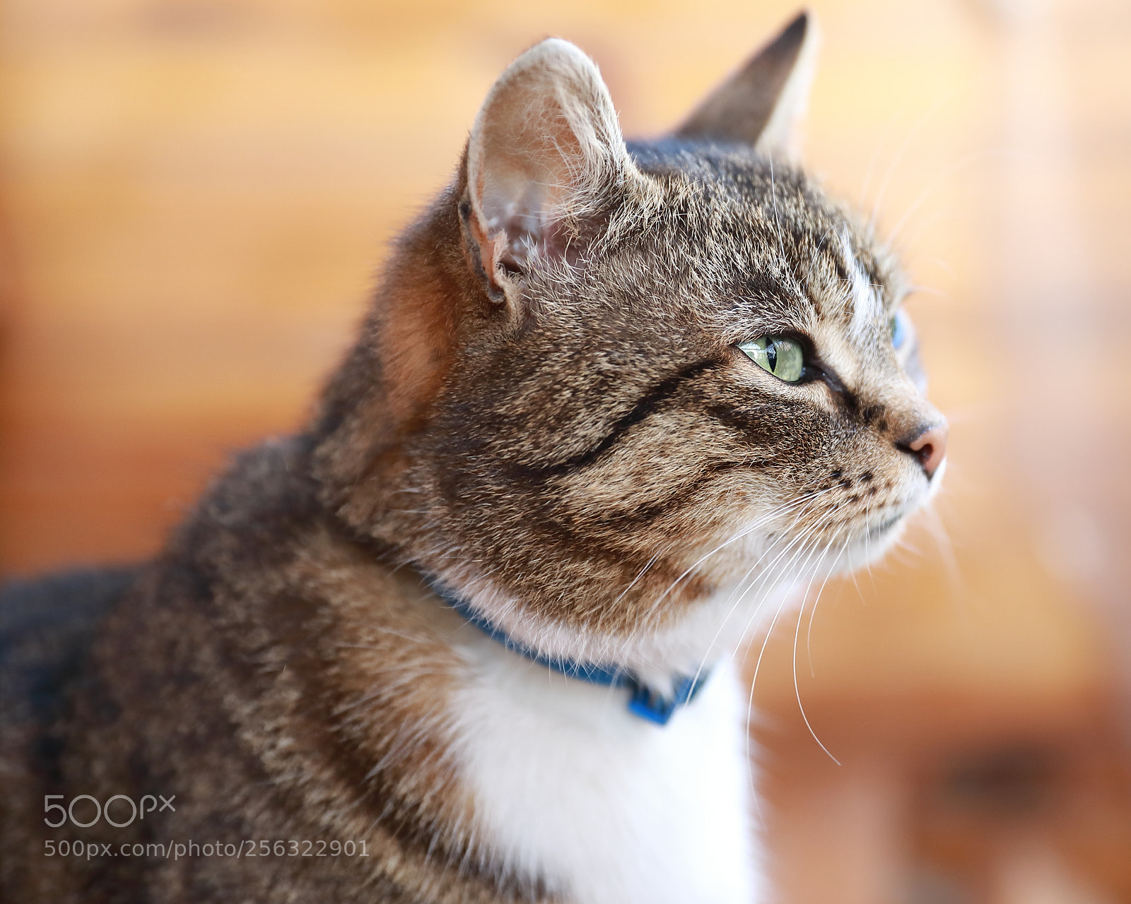 Canon EF 24-70mm F2.8L II USM sample photo. Just a nice cat :) photography