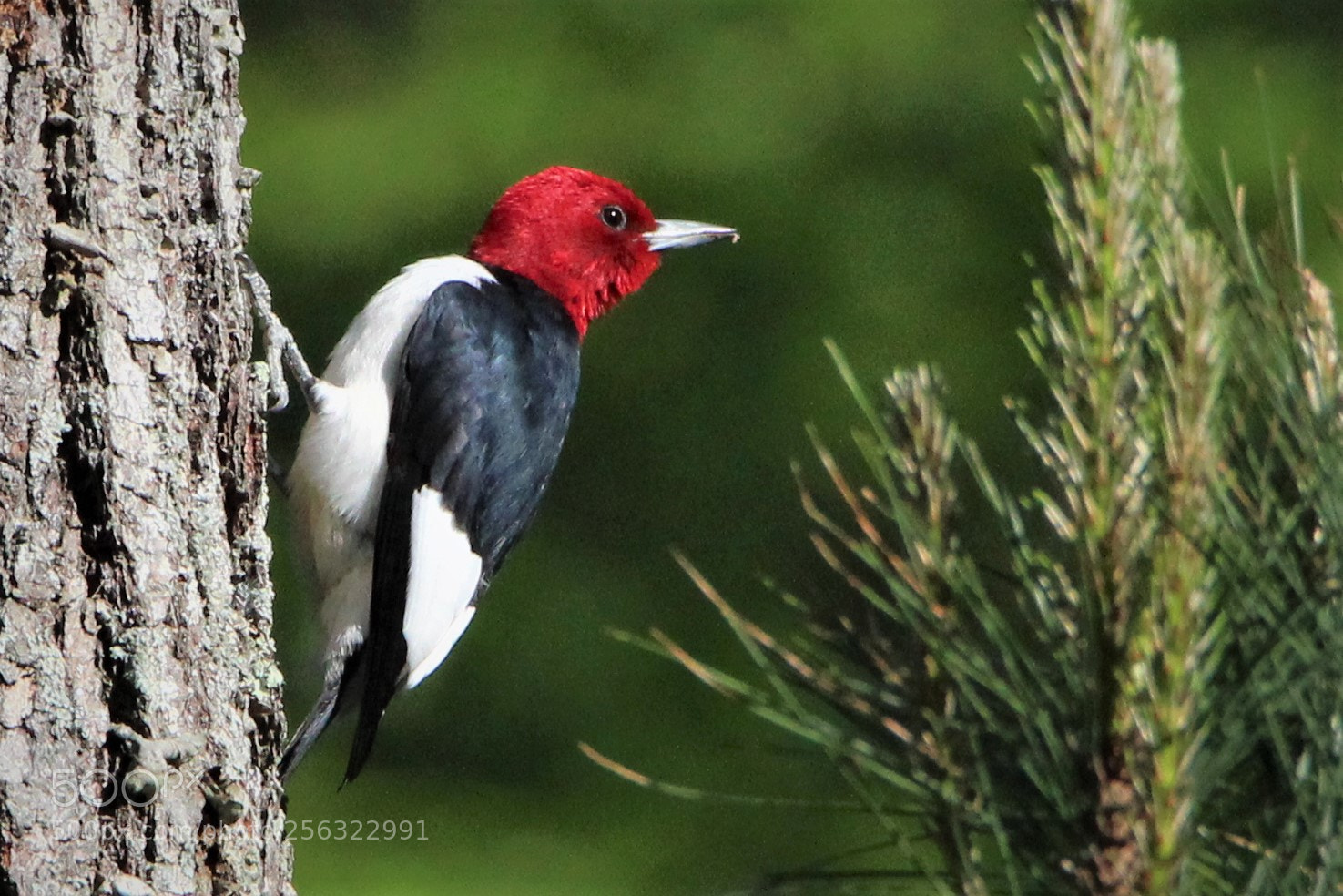 Canon EOS 1200D (EOS Rebel T5 / EOS Kiss X70 / EOS Hi) sample photo. Red-headed woodpecker photography
