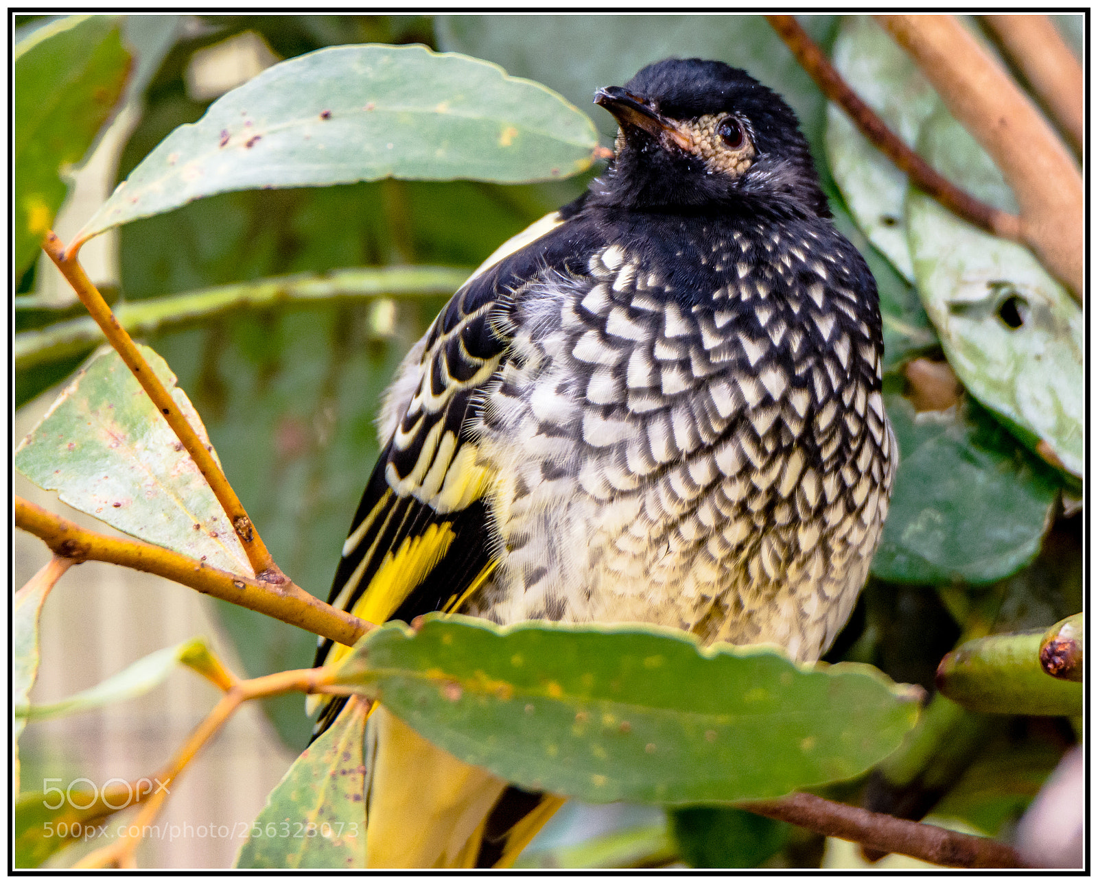 Nikon D7200 sample photo. Regent honeyeater photography