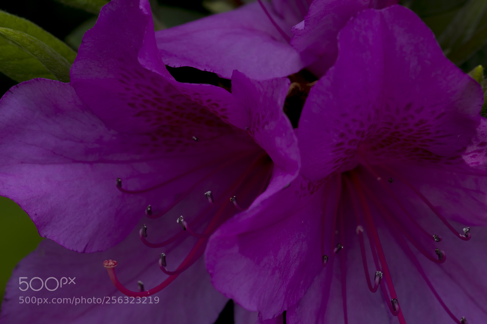 Canon EOS 80D sample photo. Stem photography