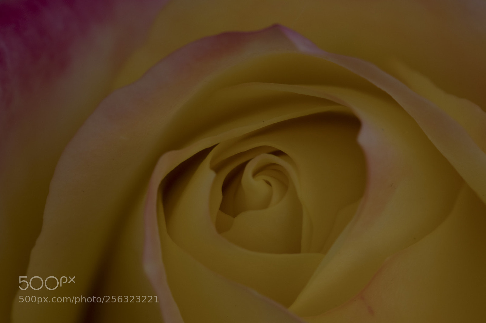 Canon EOS 80D sample photo. Rose photography