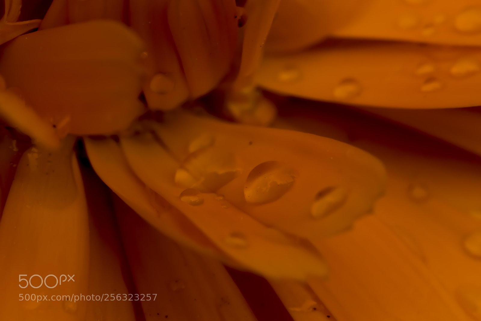 Canon EOS 80D sample photo. Dente de leão photography