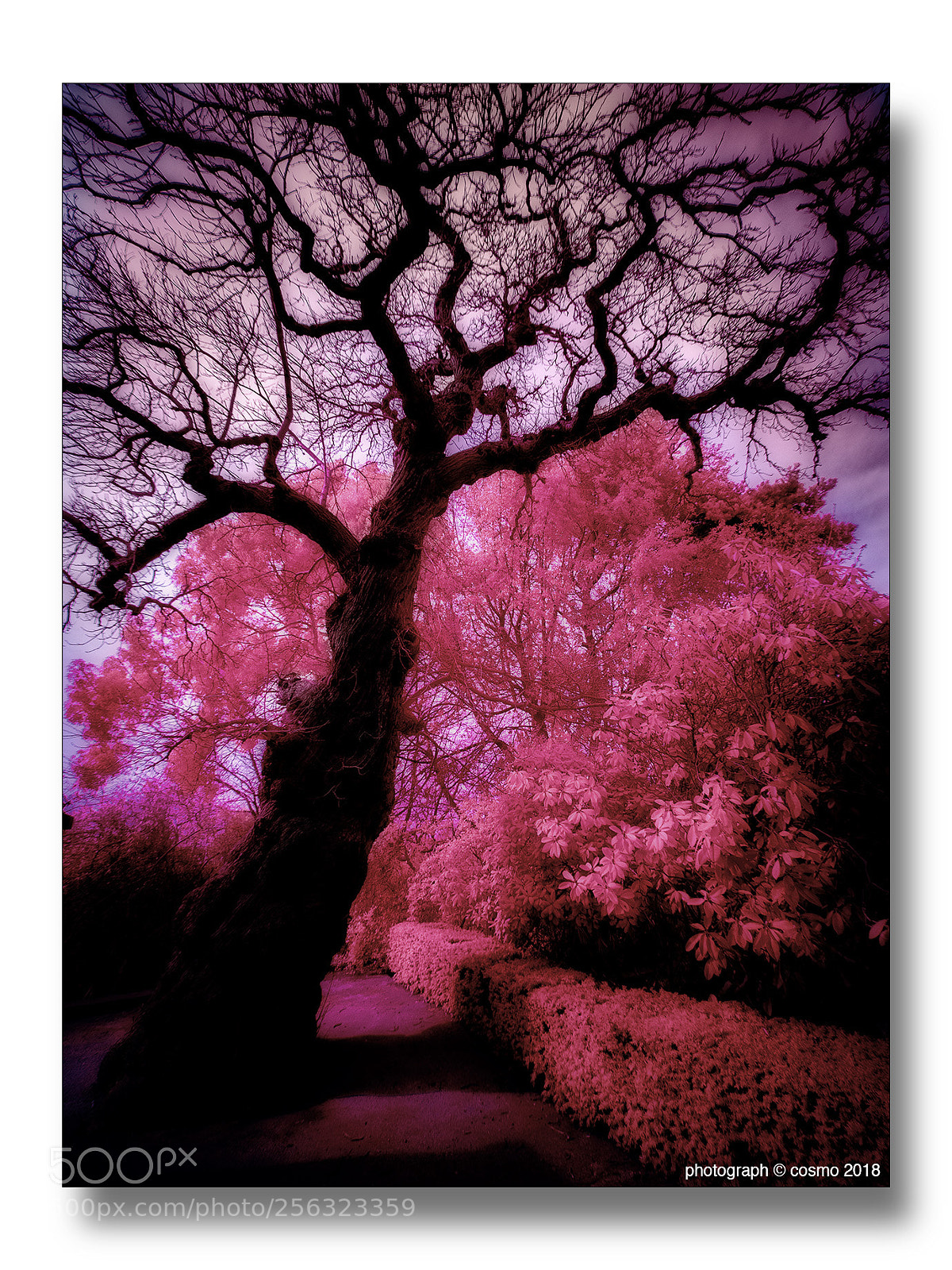 Panasonic Lumix DMC-GX8 sample photo. Hampstead hill gardens. photography