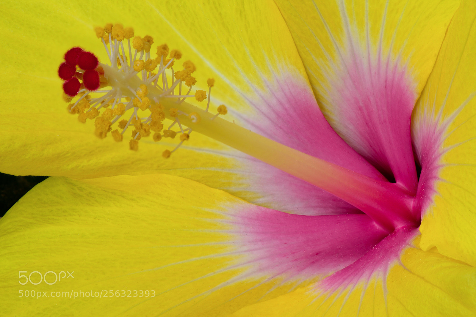 Nikon D810 sample photo. Yellow delight photography