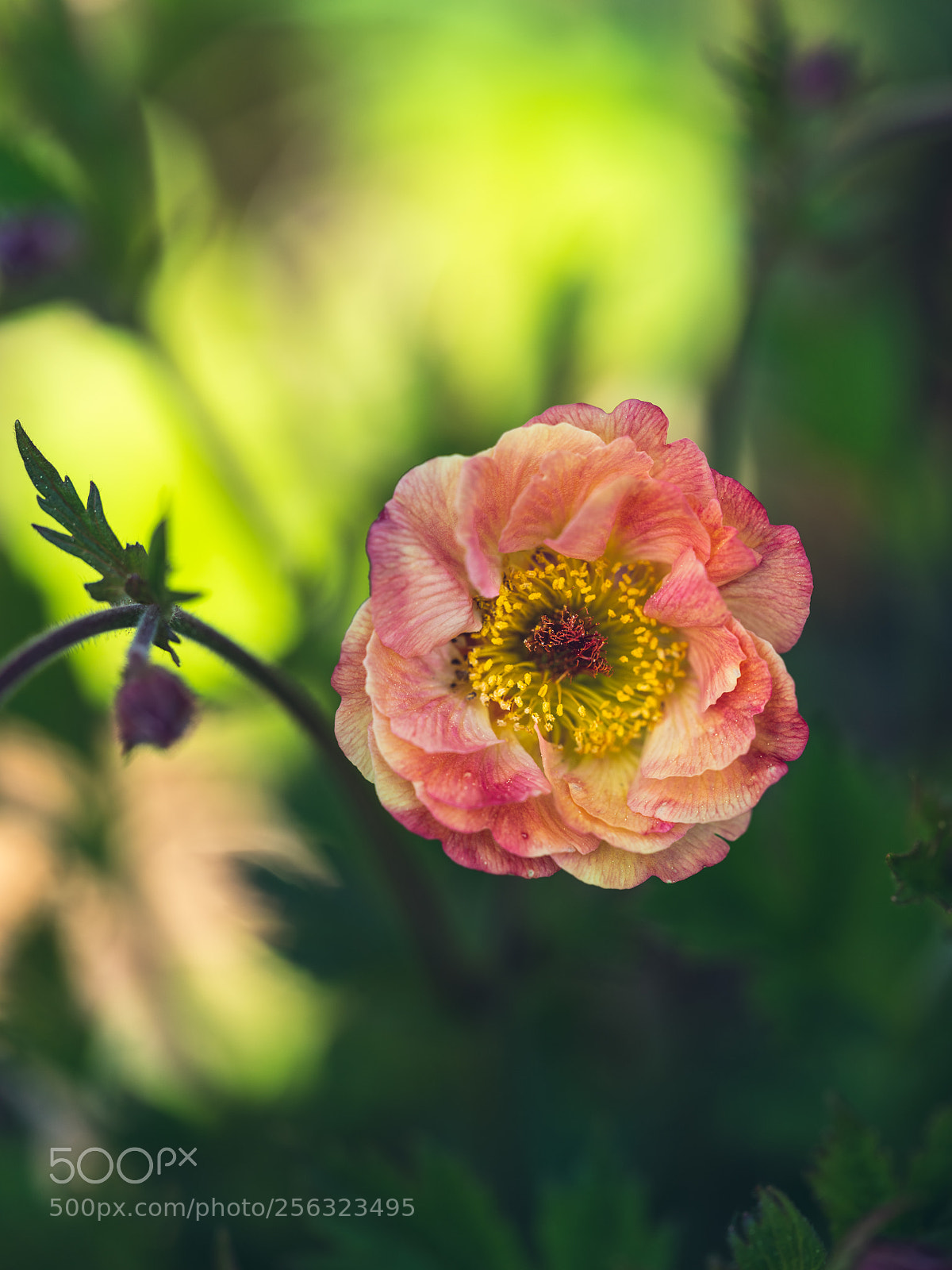 Fujifilm GFX 50S sample photo. Dwarf geum photography