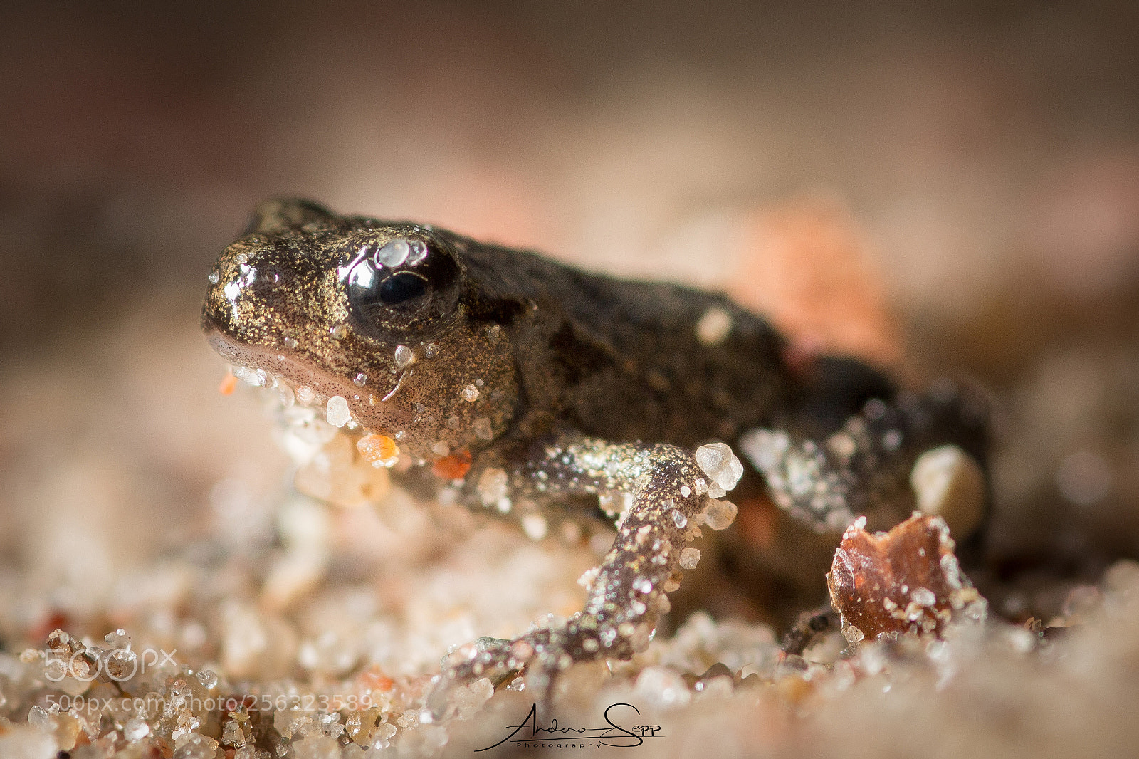 Canon EOS 70D sample photo. Tinyfroggy photography