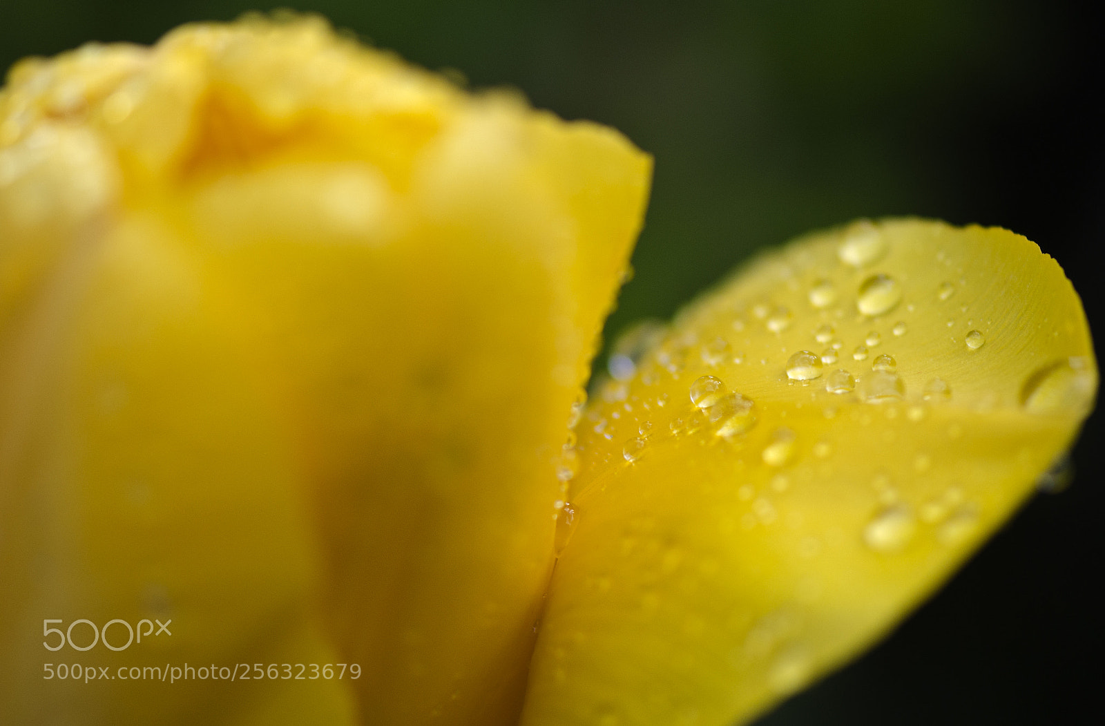 Nikon D7000 sample photo. Splash of yellow... photography