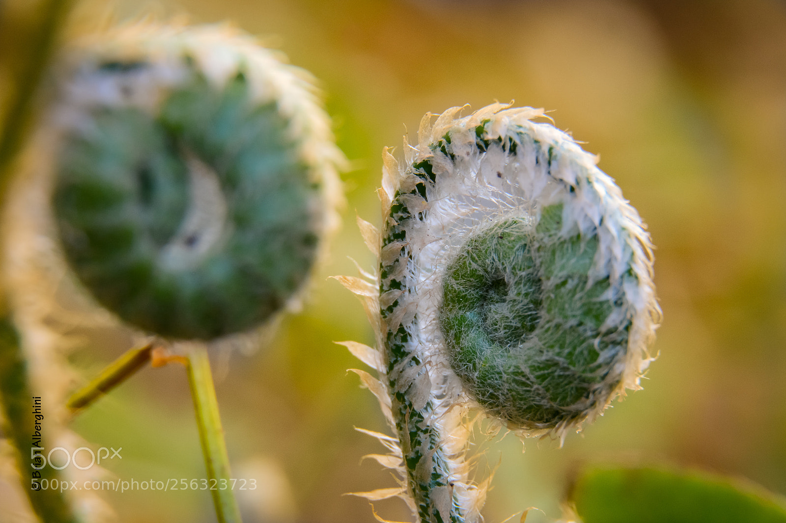 Nikon D7100 sample photo. Fiddlehead photography