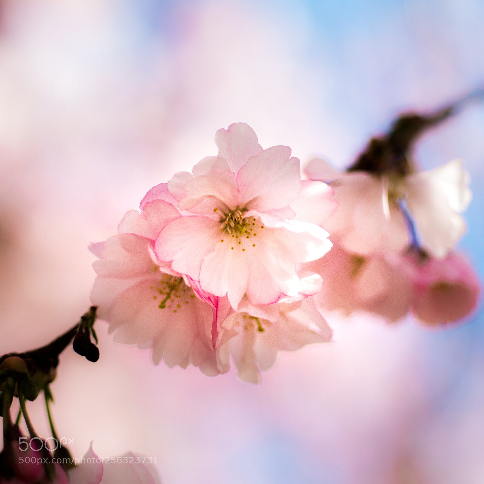 Pentax K-50 sample photo. Cherry blossom photography
