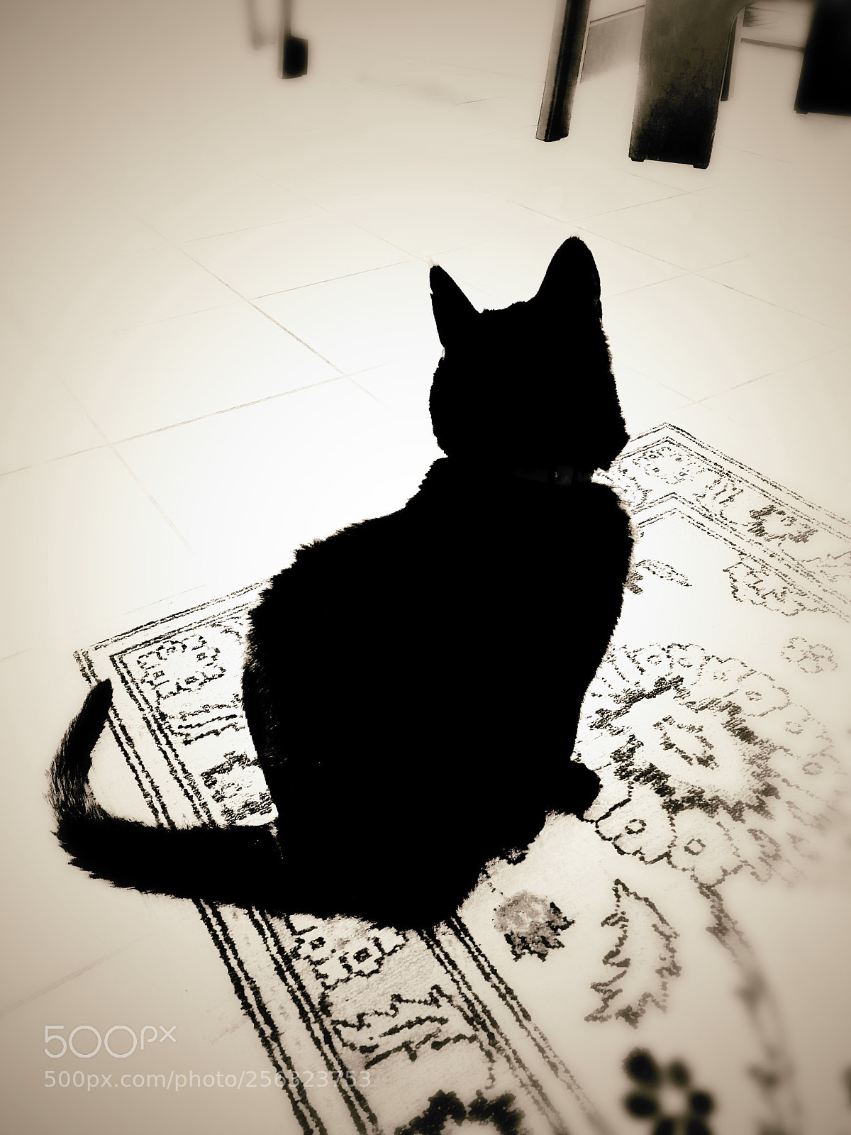 Apple iPhone X sample photo. Juliette the cat  photography