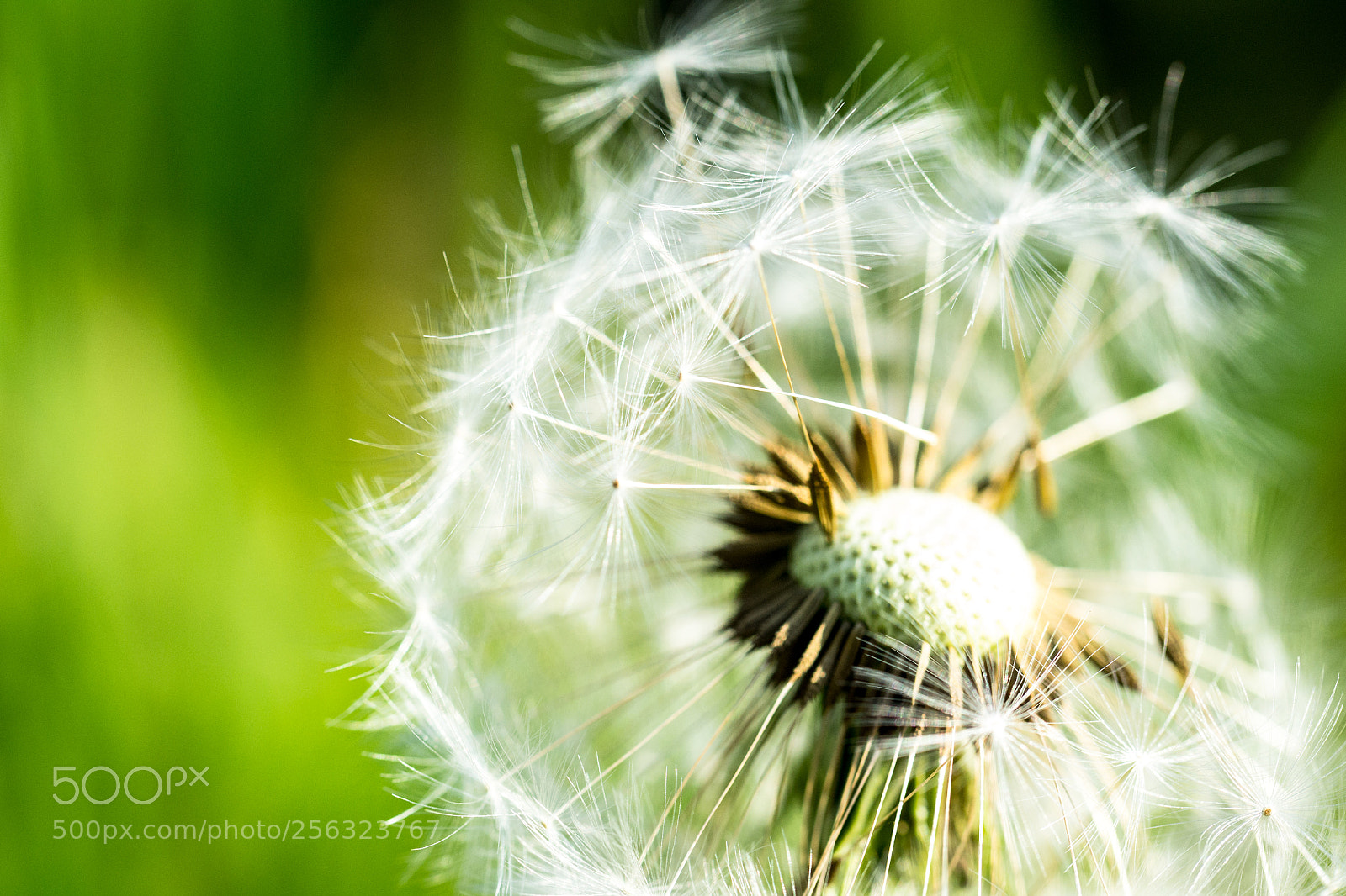 Nikon D3100 sample photo. Pusteblume / blowball photography
