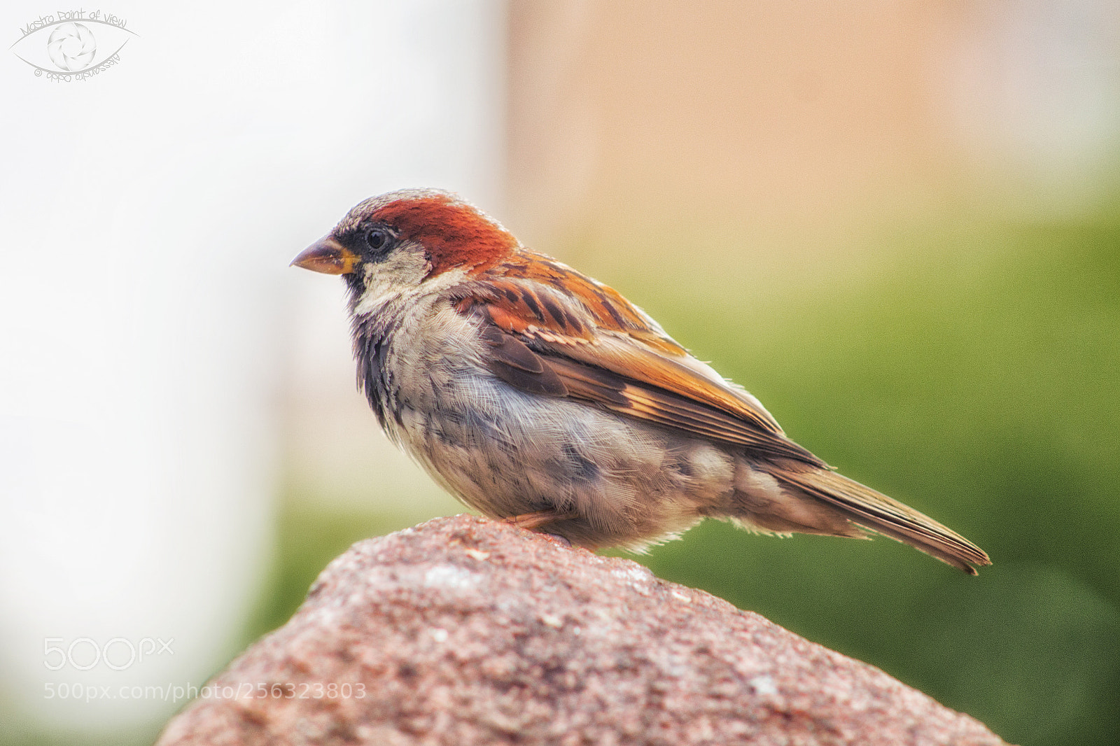 Canon EOS 70D sample photo. Bird photography